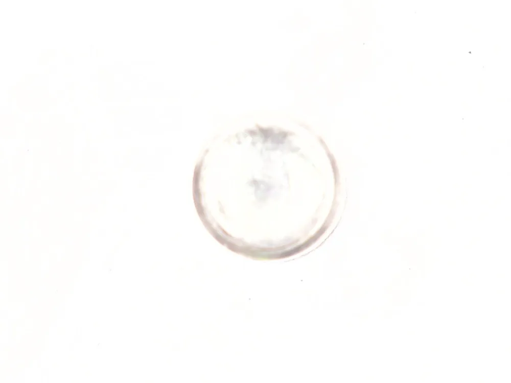 6682124 — Stud